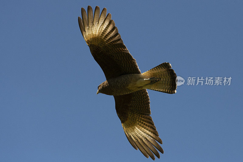 Chimango Caracara (Milvago ximango)